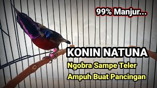 Pancingan kolibri ninja natuna gacor full isian , Top buat pikat & masteran.