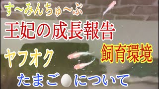 【王妃メダカ】成長報告とヤフオクたまごと飼育報告を語ったみたよ❗️