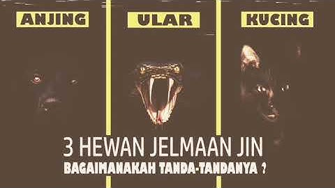 Jenis-Jenis Hewan Jelmaan Jin; Waspadalah Bila Bertemu Dengan Salah Satunya