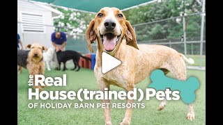 The Real Housetrained Pets of Holiday Barn Pet Resorts