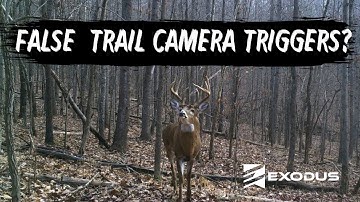 False Trail Camera Triggers? Here Could Be Why: PIR Sensor Troubleshooting