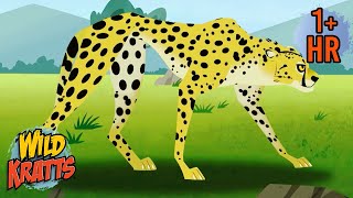 Speedy Cheetahs | Wildest Moments of Amazing Powers | Wild Kratts