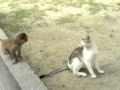 Cat and monkey playing