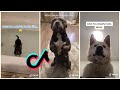 What I thought my dog would be like [TIkTok Compilation]