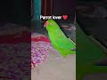 #parrot #1000subscriber