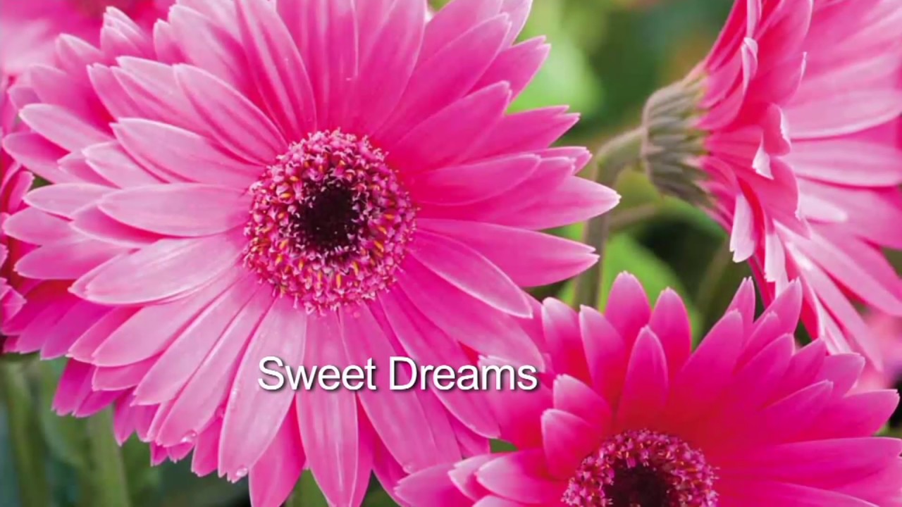 Roberta's 4pc. Sweet Series Garvinea Hardy Gerber Daisies on QVC YouTube