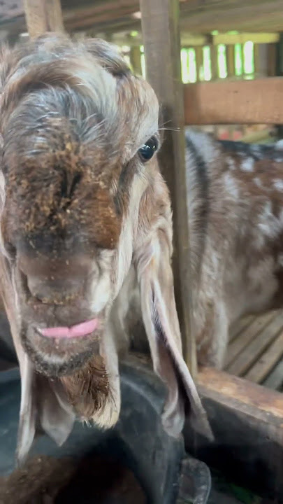 kidang kencono #ettawagoatcontest #domba #modalawalternakpuyuhpetelur500ekor #goatmarket