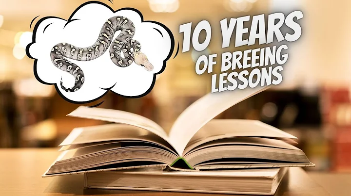 I've Been Breeding Ball Python for 10 Years, Here's What I've Learned