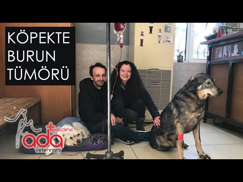 Video: Köpeklerde Burun Kanseri (Kondrosarkom)