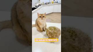 Use durian to trick cats. #cat #pets #shorts