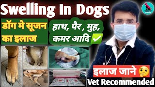 Dog Body Swelling Solution ✅ || डॉग की सूजन को करे ठीक ⬇️ || Swelling In Dogs || सूजन का उपचार #dogs