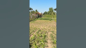 Bán 2 lô đất thổ cư xã tân lân cần đước long an 130m2 giá 690 triệu thương lượng