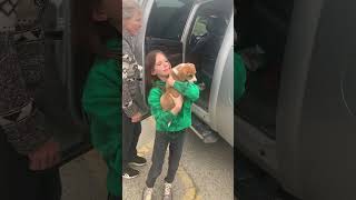 Little Girl Receives Long-Awaited Corgi Puppy