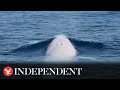 Extremely rare white whale filmed off Thailand coast