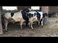 Bull and Cow | Educational info for dairy farmers | village life | Farmers learning video