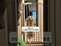 ゴミ捨てはやっぱりさみしいコロッケ#大型犬 #ゴールデンレトリバー