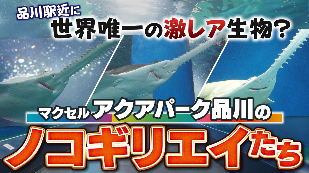 世界でここだけ？マクセルアクアパーク品川にいるノコギリエイを徹底解説！水族館デートで自慢できる3種の見分け方も紹介！