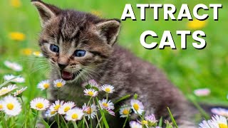 Attract Cats With This Cat Meowing Sound for 12 Hours - Super Cute - In Slow Motion
