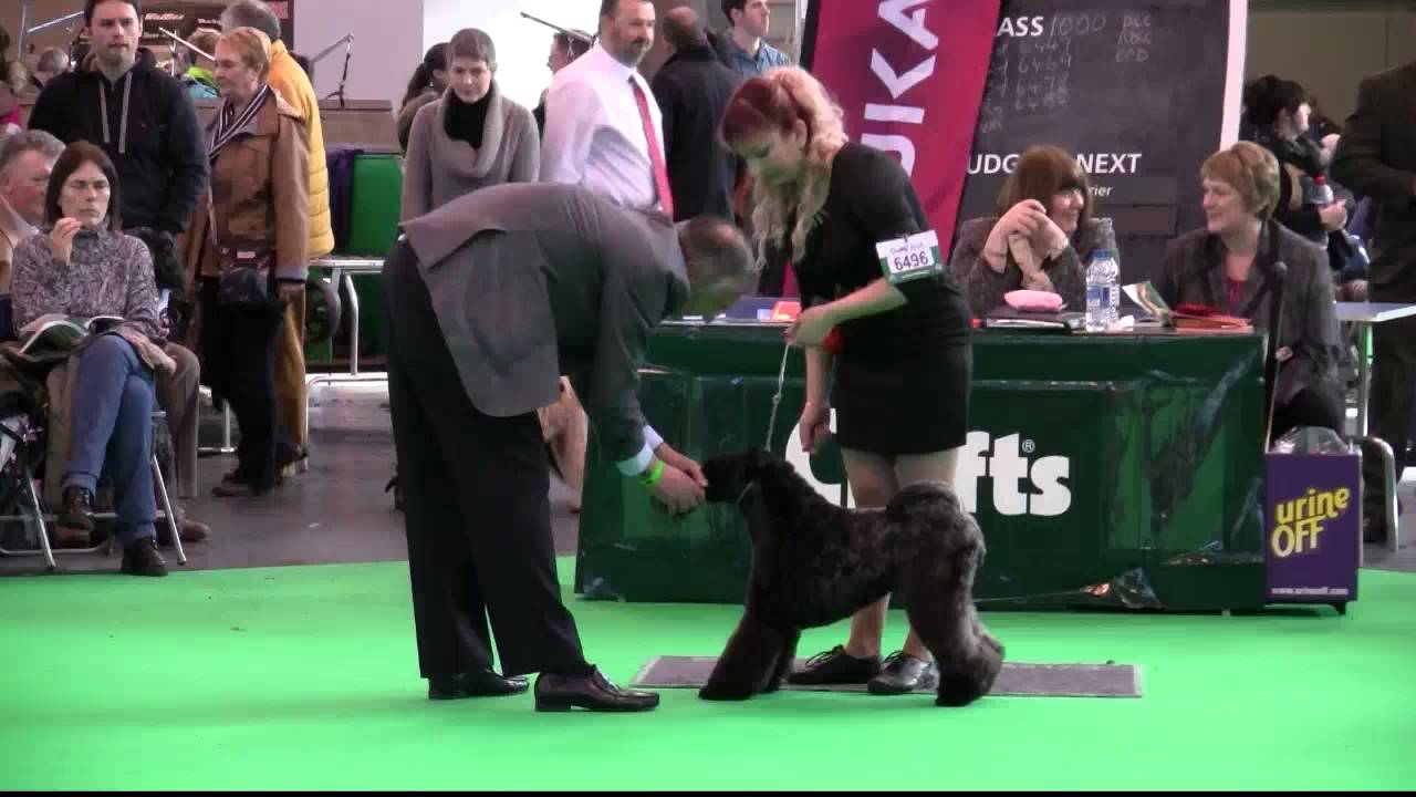 Kerry Blue Terriers on Crufts 2014 - YouTube