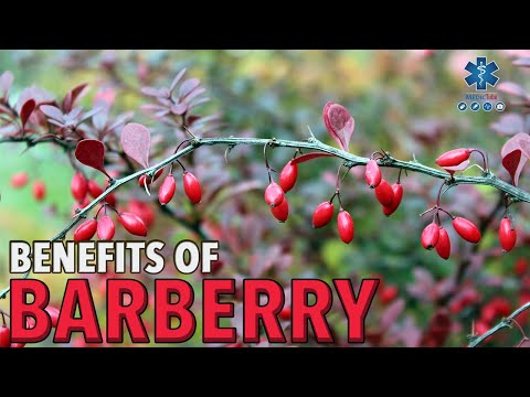 Video: Useful Properties Of Common Barberry