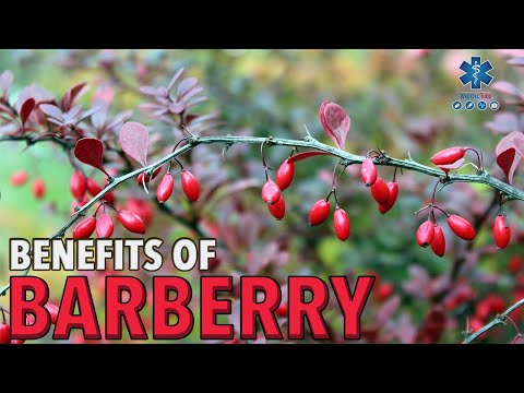 Video: Useful Properties Of Barberry