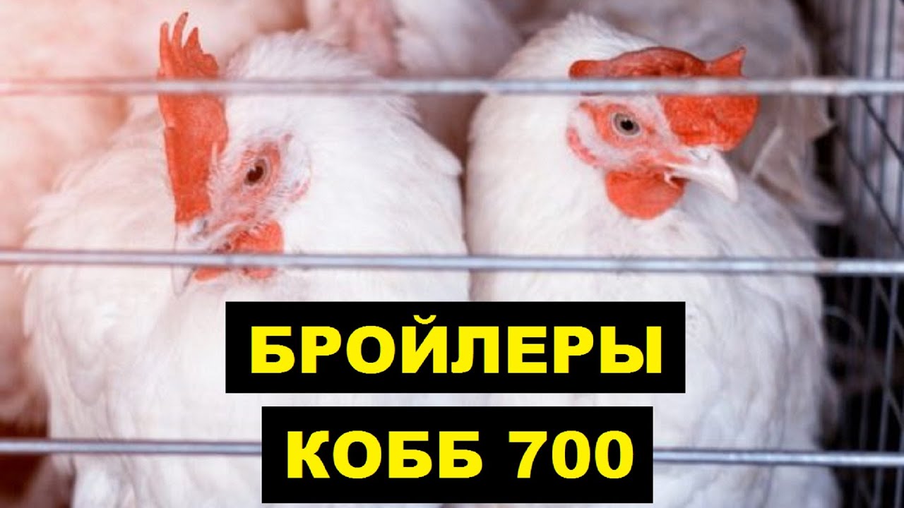 Бройлеры кобб описание. Бройлер Кобб 700 АРБОР. Кобб 700 АРБОР АЙКРЕС. Бройлер Кобб 500. Цыплята бройлеры Кобб 700.