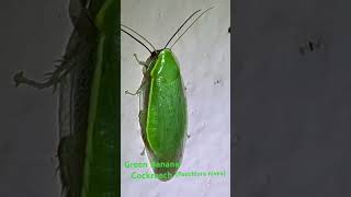 Green Banana ,Panchlora Nivea Found In The & Is Not Considered A Pest