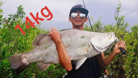 Câu cá Chẽm #25 - Lure cá Chẽm Vược - chinh phục chúa tể đầm tôm 31lb/14kg/100cm- Barramundi Fishing