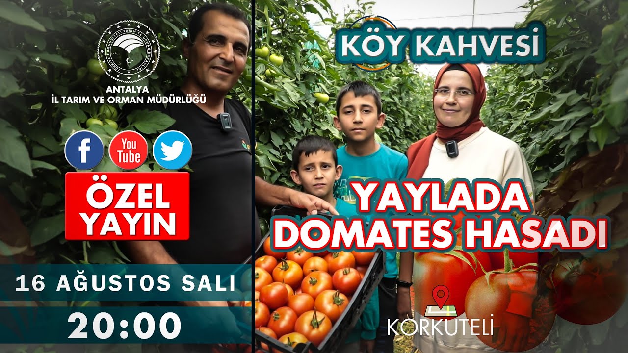 YAYLADA DOMATES HASADI - Köy Kahvesi
