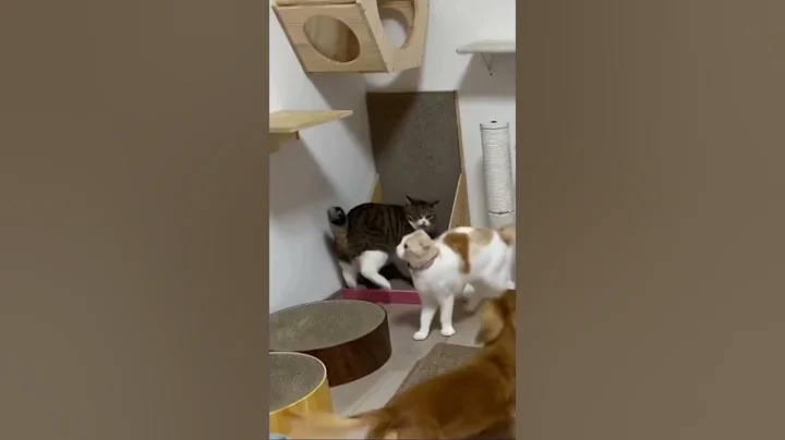 Video 9645991: scottish fold cat kitten, pets scottish, cat fight kittens pets, cat pet rescue