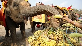 Дикая природа Тайланда ч.1 National Geographic Wild Дикая природа Тайланда ч.1 National Geographic Wild