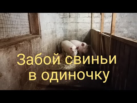 Забой свиньи как я это делаю!