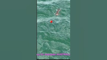 #shorts Dùng Flycam Câu Mực ở Úc | Use Drone for Squid Fishing in Australia #squidfishing #squid