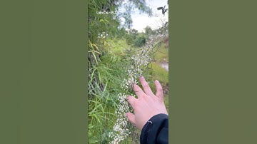 Vào rừng bắt gặp hoa lạ siêu đẹp