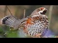 Hazel Grouse. Singing bird in the spring forest.