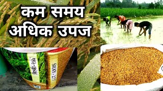 कम समय में अधिक उपज देने वाली रिसर्च वैरायटी। सिल्की 277 धान,silky 277 research paddy.