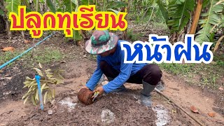 การปลูกทุเรียนภาคอีสาน ดินร่วนปนทราย #ทุเรียน #ปลูกทุเรียนภาคอีสาน #ทุเรียนเล็ก