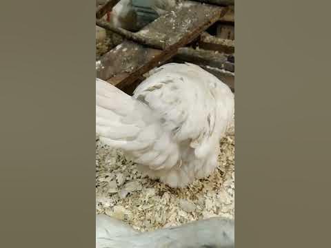 Курочку пользуется жировой железой.😁 - YouTube