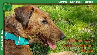 Résumé nach einem Jahr mit einem Irish Terrier