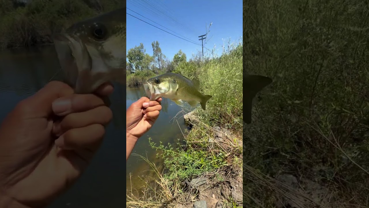 FISHING WITH A WHITE JERKBAIT (SAN DIEGO RIVER!) 