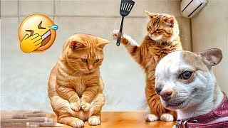 Funniest Cats And Dogs Videos   Best Funny Animal Videos 2024