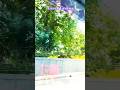 Kya Nazara hai har taraf bas green green hai#nature