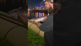 Fishing the schuylkill river philadelphia #shorts#philadelphia#riverfishing #catfish#fish