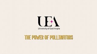 Protecting Our Pollinators | University of East Anglia (UEA)