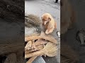 Golden Retriever Trade Time #shorts #dogs