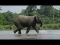 CONGO: Protecting The Home of The Gorillas