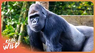 CONGO: Protecting The Home of The Gorillas