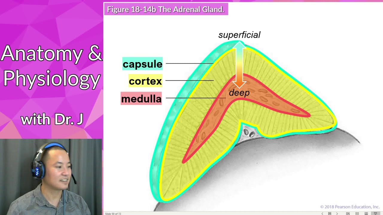PHYL 142 | Endocrine | The Hypothalamic-Pituitary-Adrenal (HPA) Axis