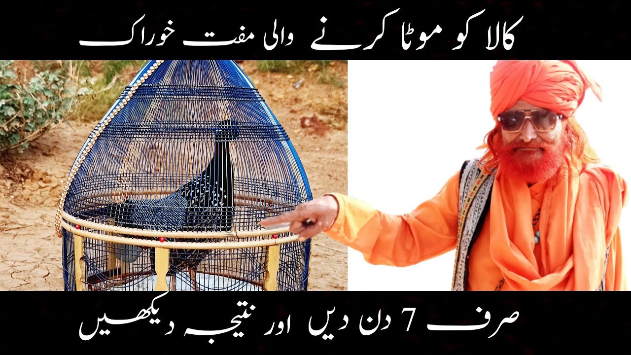 Кала Теетар ко Мота карне вали хурак (корм для откорма черной куропатки)