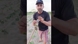plantio da Palma na areia #agriculture